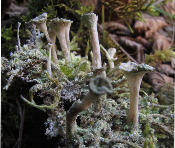 Cladonia 1