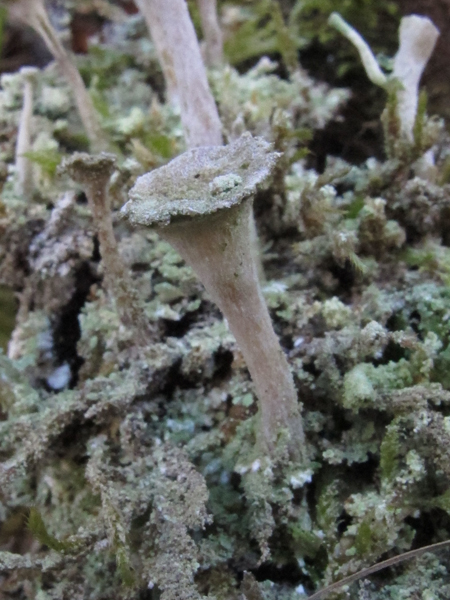 Cladonia 1