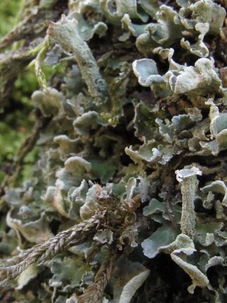 Cladonia 2
