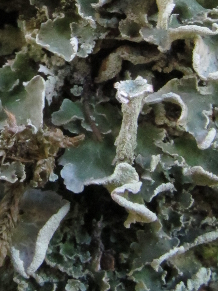 Cladonia 2
