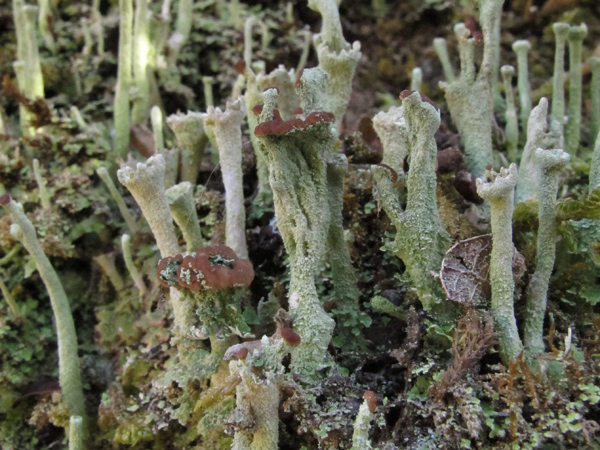 Cladonia 3