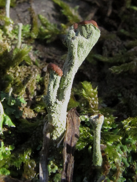 Cladonia 3