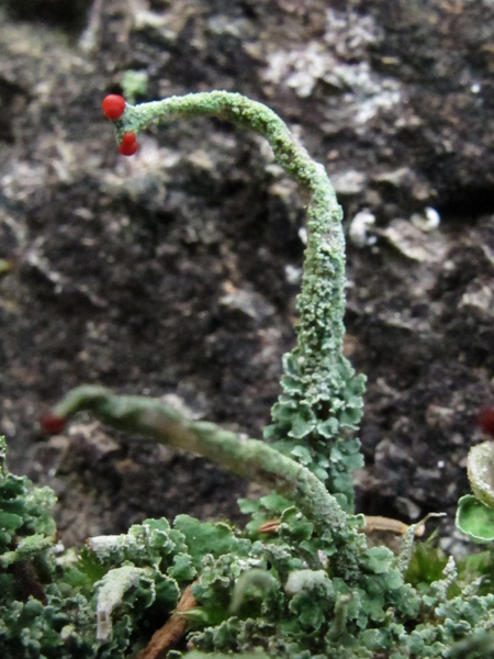 Cladonia cf. polydactyla