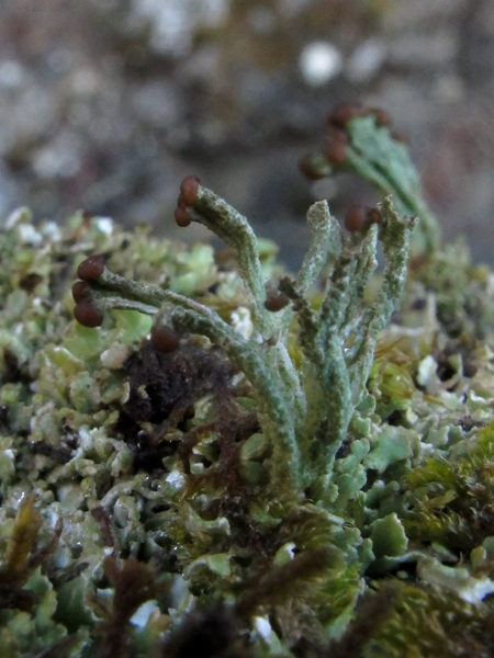Cladonia cariosa o ramulosa?