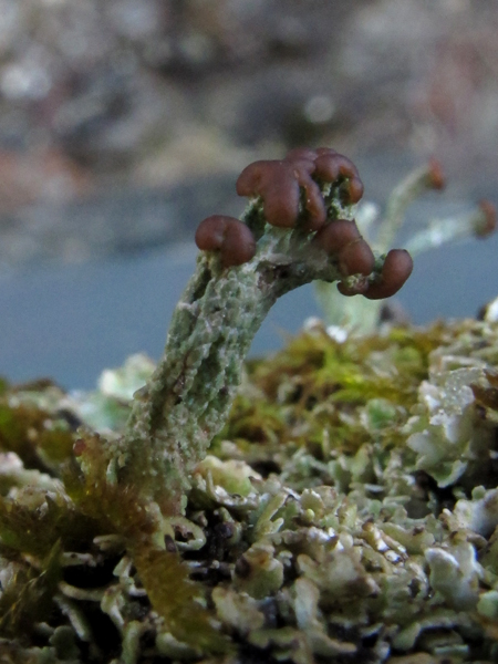 Cladonia cariosa o ramulosa?
