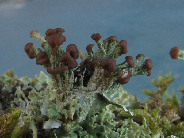 Cladonia cariosa o ramulosa?