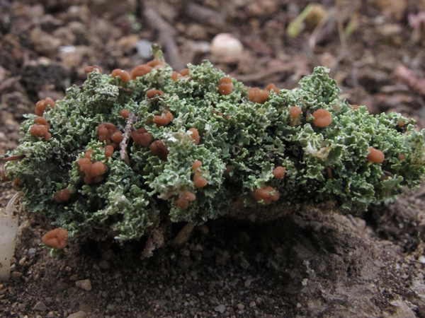 Cladonia caespiticia