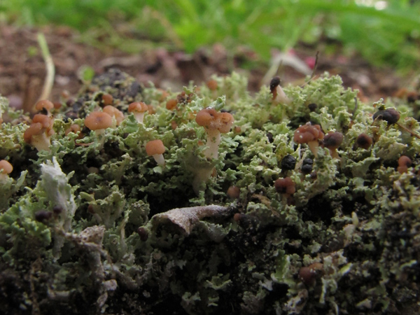 Cladonia caespiticia