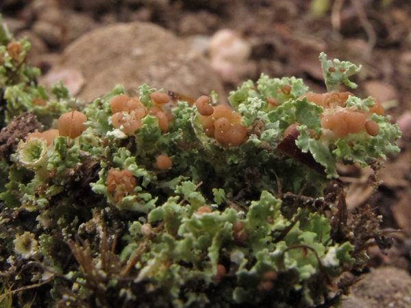 Cladonia caespiticia