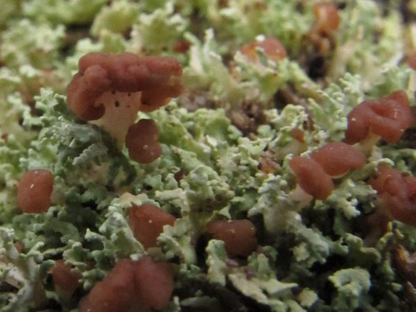 Cladonia caespiticia