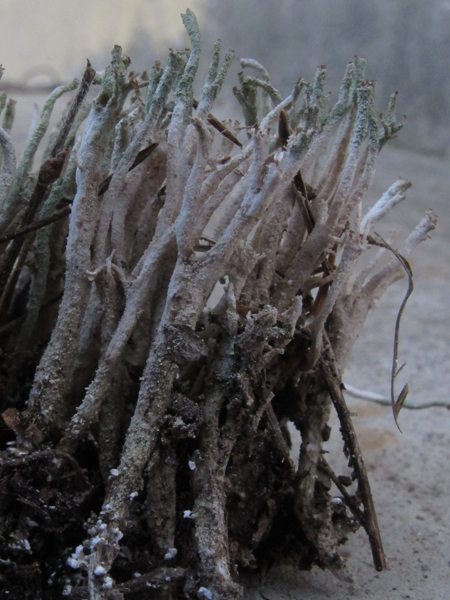 Cladonia glauca?
