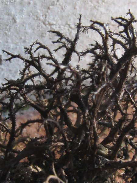 Cetraria aculeata