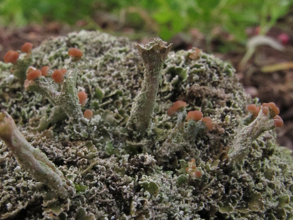 Cladonia ramulosa?