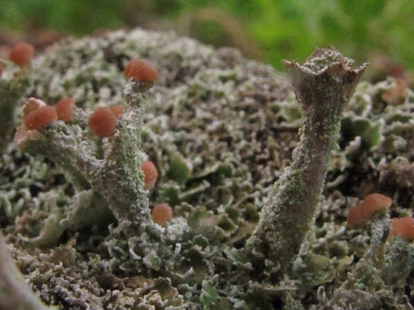 Cladonia ramulosa?