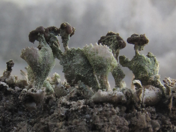 Cladonia gr. chlorophaea?