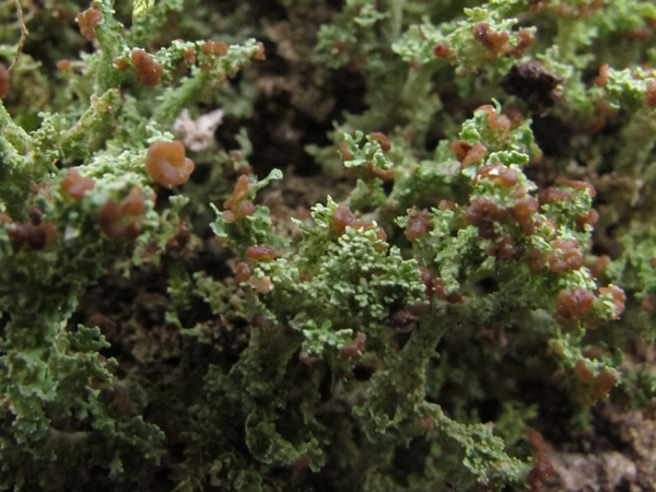 Cladonia squamosa?