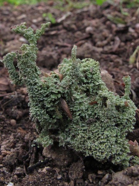 Cladonia squamosa?