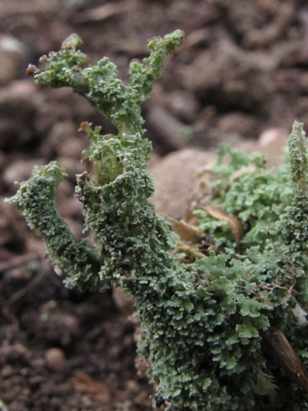 Cladonia squamosa?