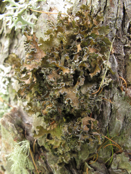 Quale lichene?
