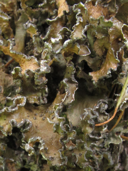 Quale lichene?