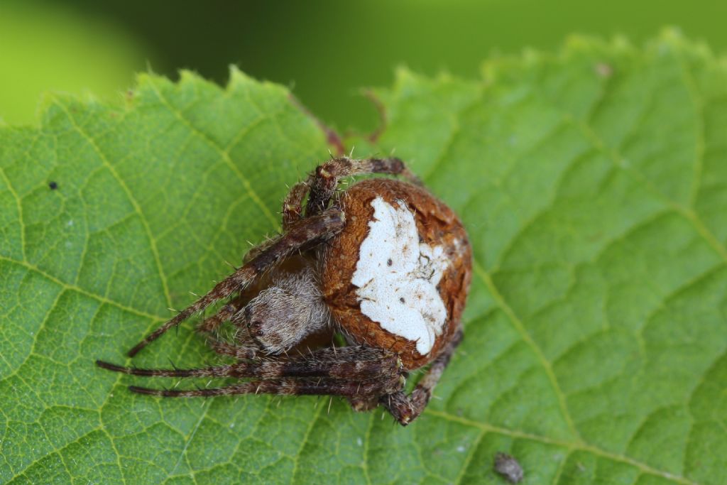 Neoscona subfusca - Imola (BO)