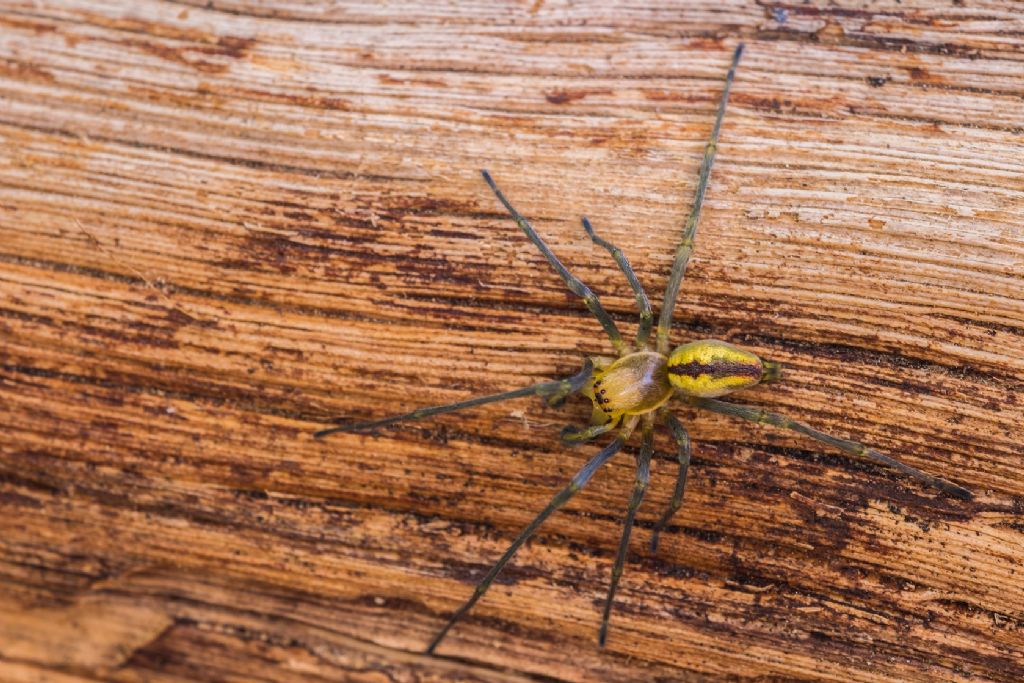 Cheiracanthium sp.  - Imola (BO)