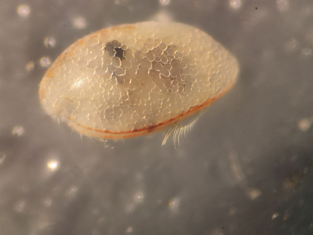 Ostracode marino bentonico