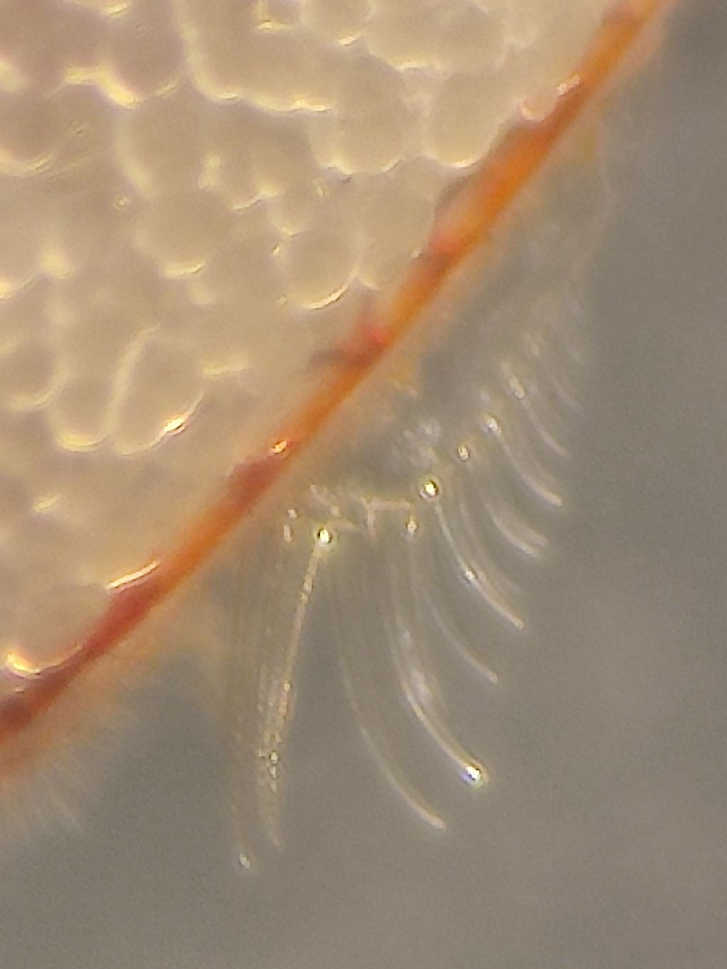 Ostracode marino bentonico