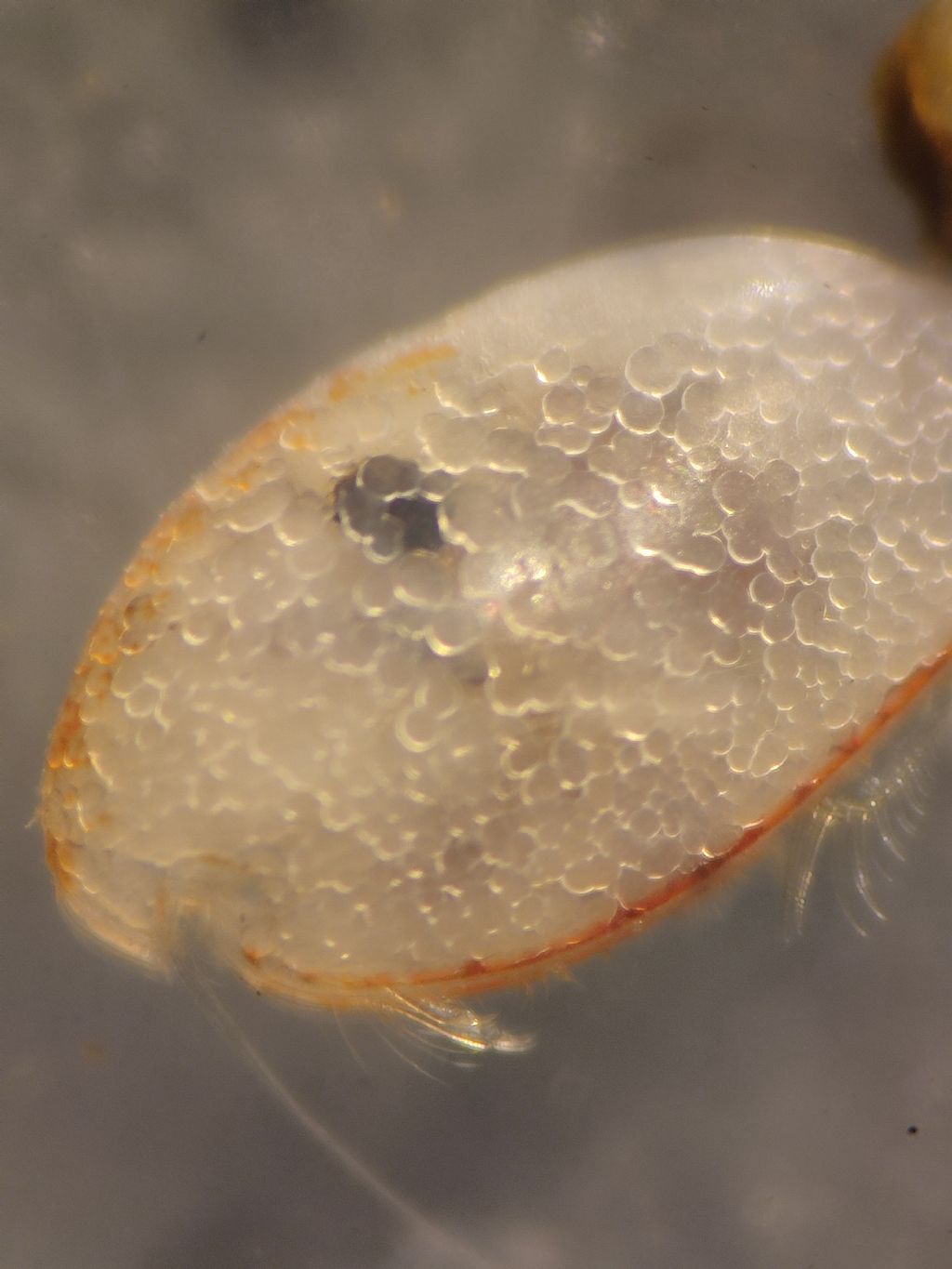 Ostracode marino bentonico
