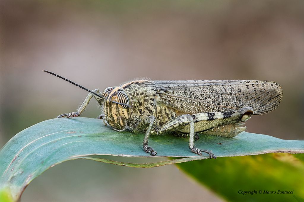 Anacridium aegyptium