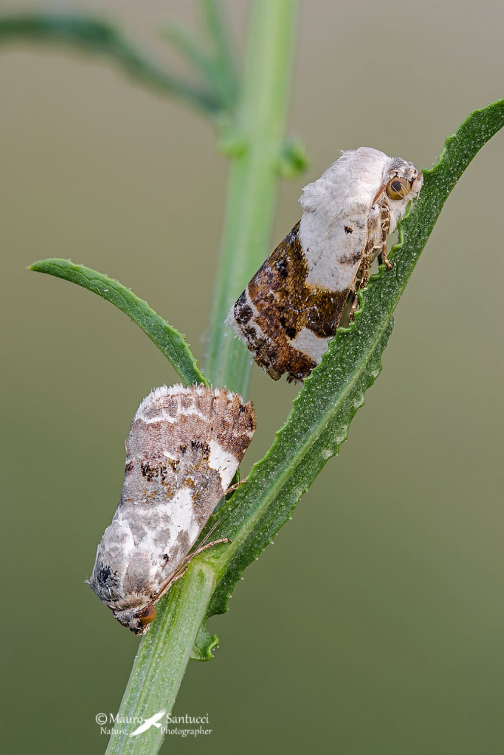 Acontia lucida (Noctuidae)