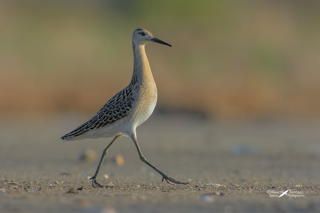 Combattente ? S, femmina (Philomachus pugnax )