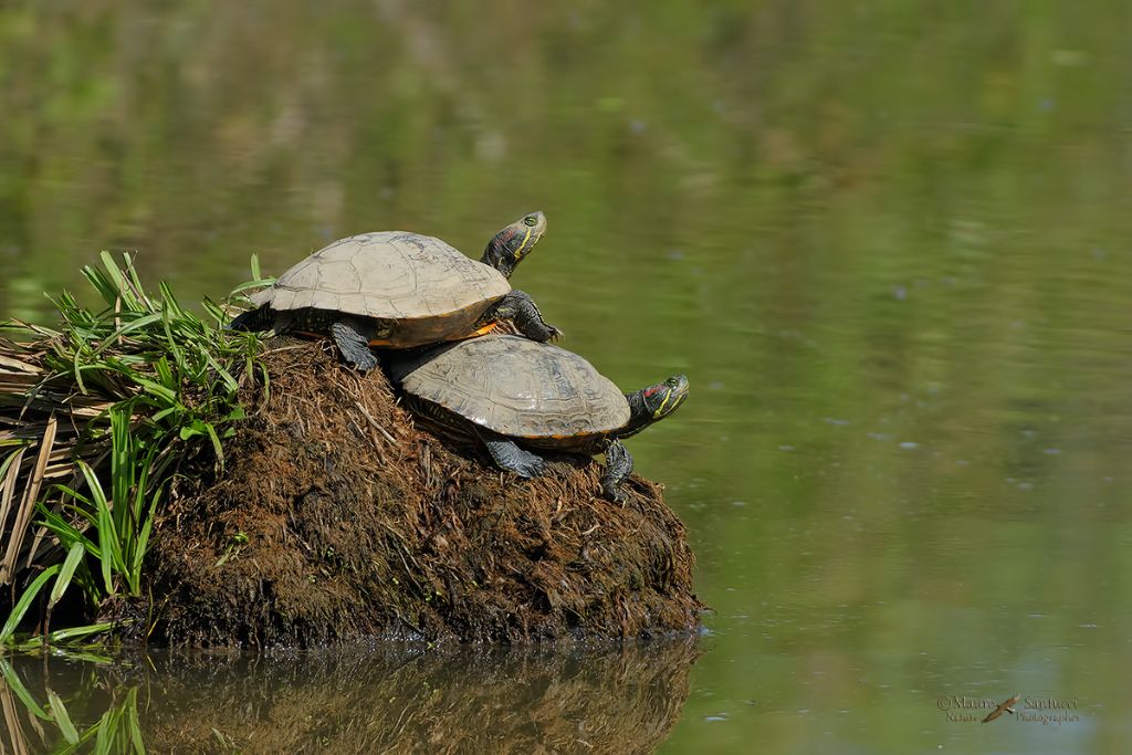 Trachemys scripta elegans