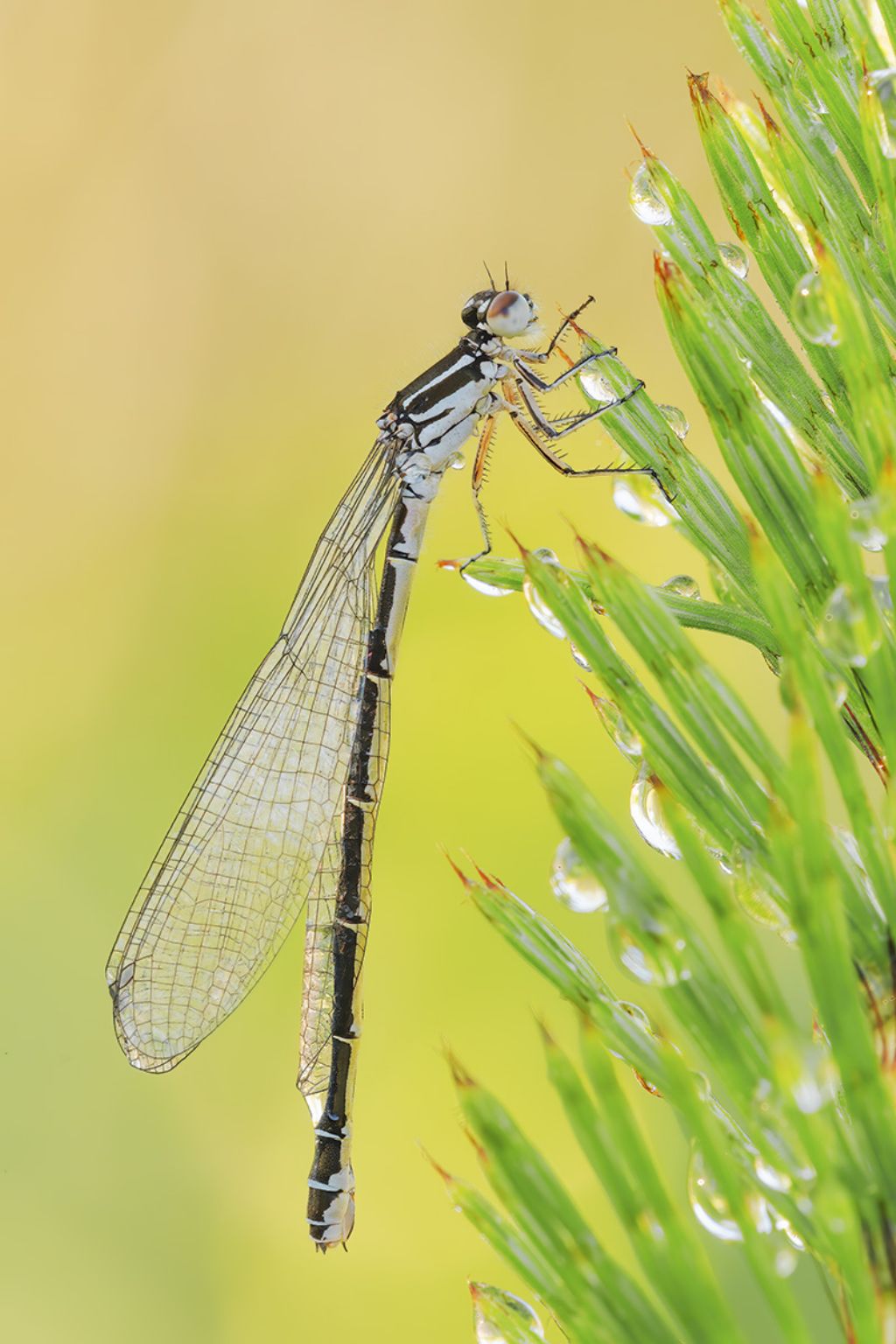 Aiuto identificazione: Coenagrion sp., forse C. puella