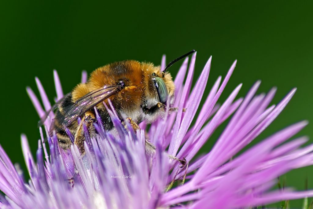 Anthophora plumipes (Apidae Anthophorinae)