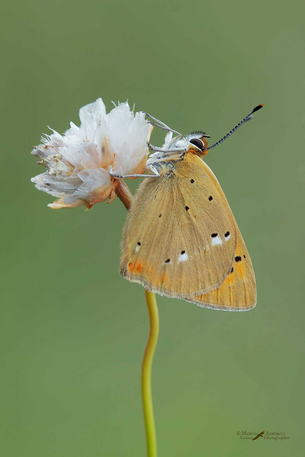 Quale specie ? Lycaena virgaureae