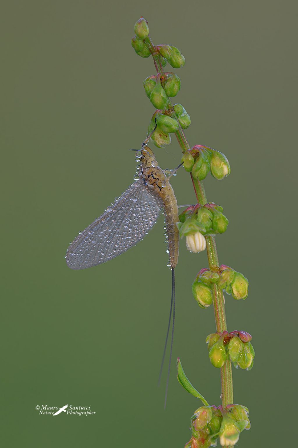 Aiuto identificazione - Baetidae