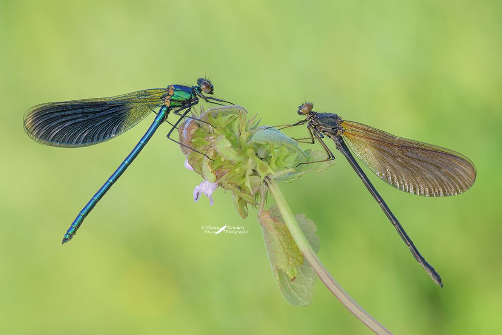 Calopteryx, Quali ? splendens & haemorrhoidalis