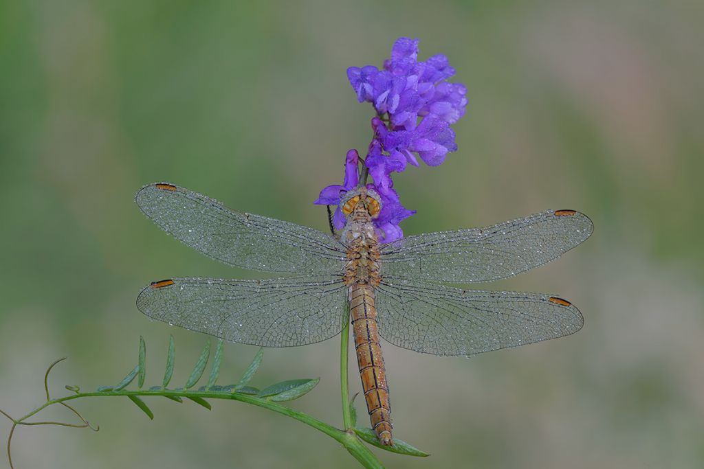 Orthetrum brunneum, femmina