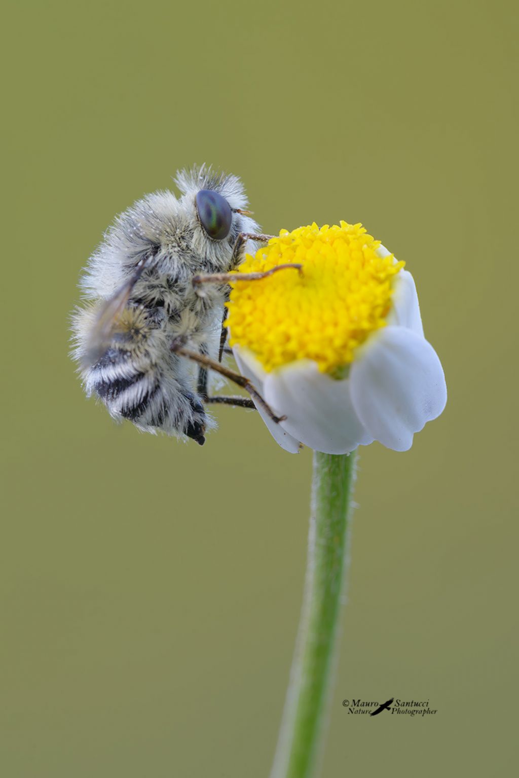 Nemestrinidae: Fallenia fasciata (Diptera)