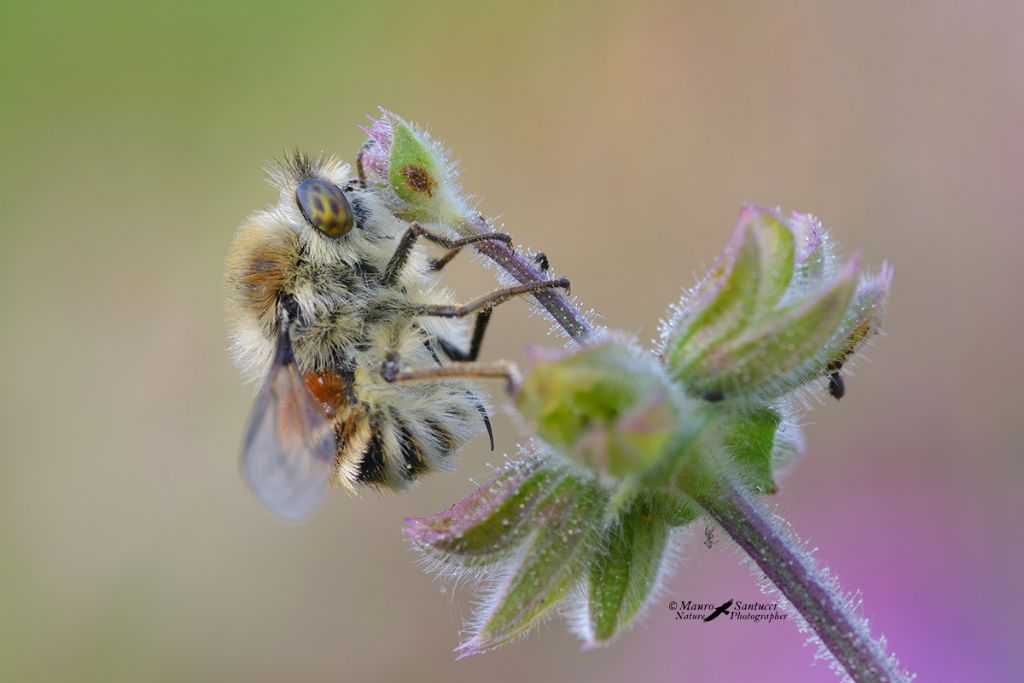 Nemestrinidae: Fallenia fasciata (Diptera)