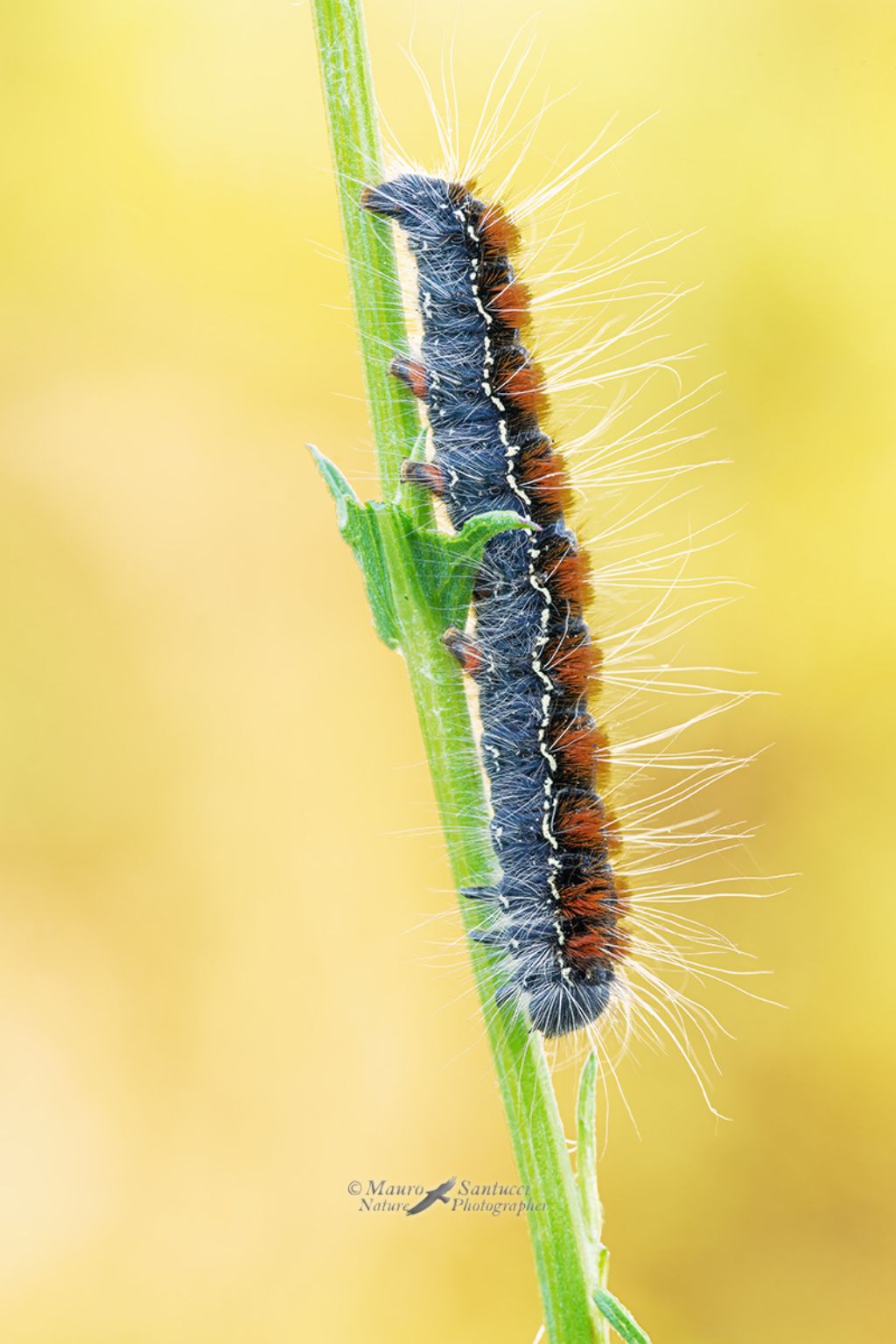 Eriogaster (Eriogaster) lanestris - Lasiocampidae