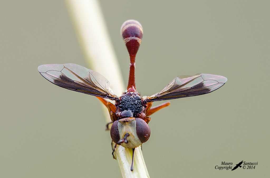 Aiuto identificazione Conopidae