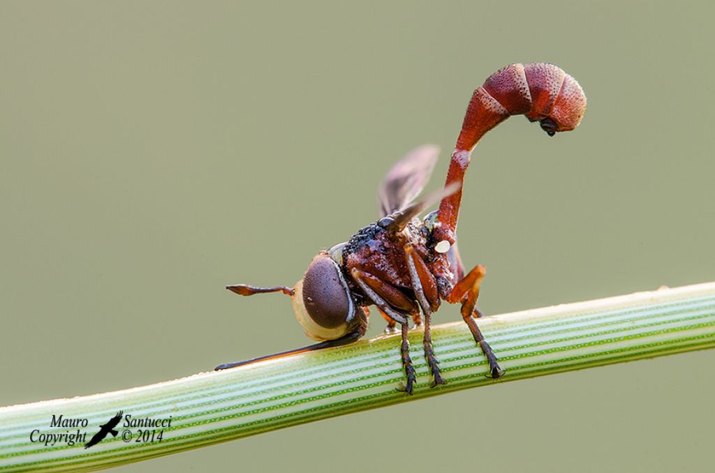 Aiuto identificazione Conopidae