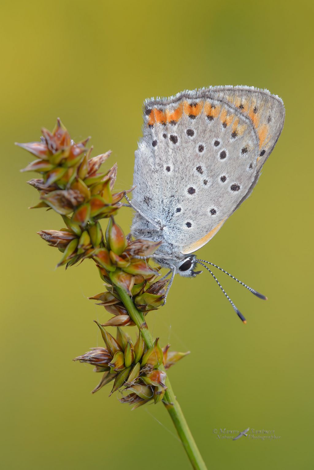 Lycaena alcyphron
