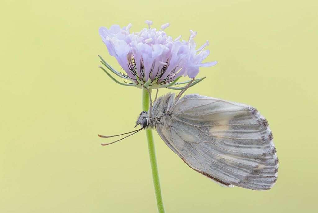 Melanargia galathea f. leucomelas (Nymphalidae Satyrinae)