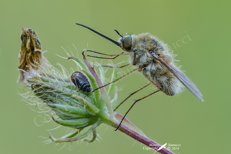 Bombylius major o minor ?