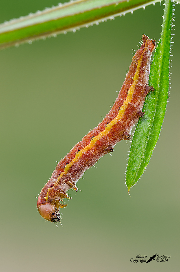 bruco da identificare - Cfr. Lacanobia oleracea