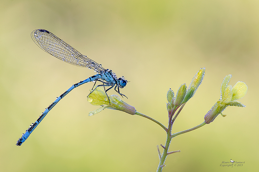 Coenagrionidae:  Coenagrion mercuriale, maschio