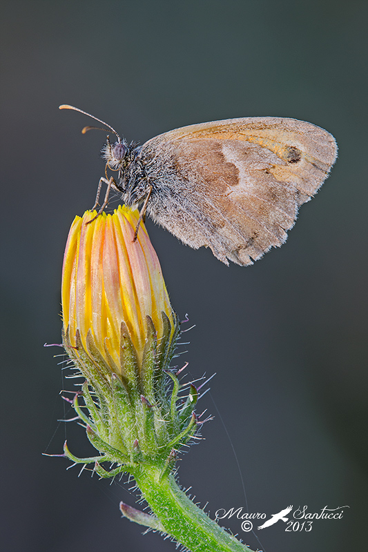 Coenonympha Pamphylus, conferma ID